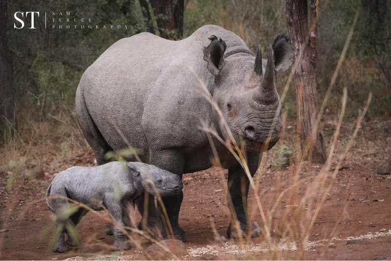 Rhinos Rhinos