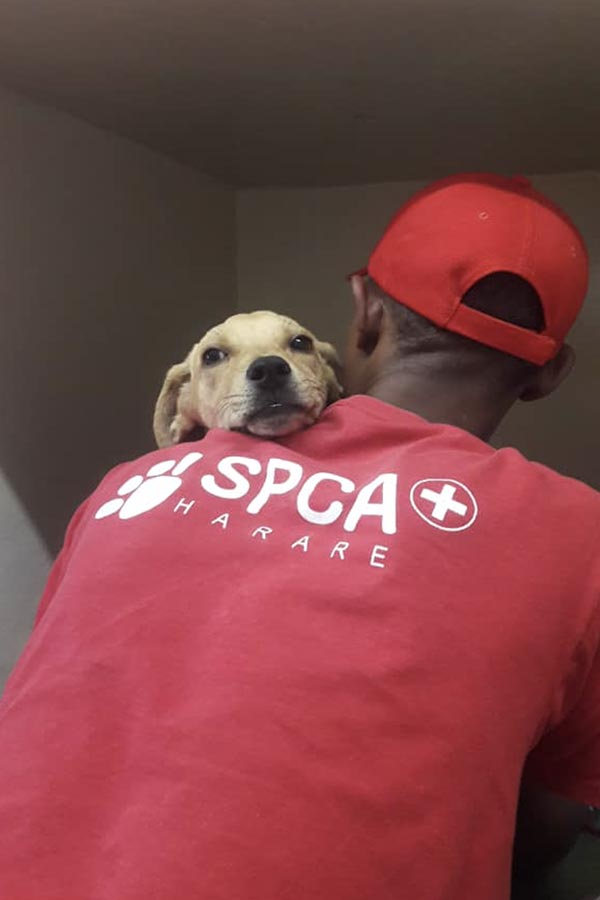 amp-csr-harare-spca4 amp-csr-harare-spca4