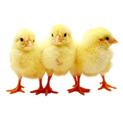 chicks